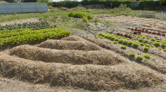 Vue des rangs de permaculture